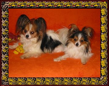 Kliknij aby przej�� do dzia�u Papillon